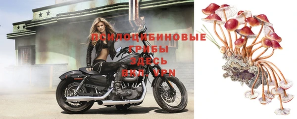 ПСИЛОЦИБИНОВЫЕ ГРИБЫ Алексеевка